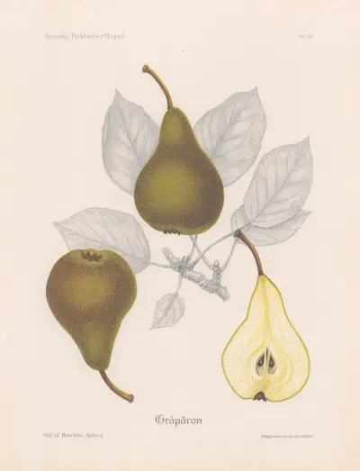 Gråpäron av Henriette Sjöberg