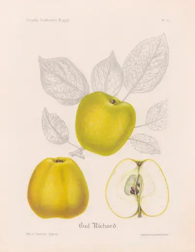 Gul Richard av Henriette Sjöberg
