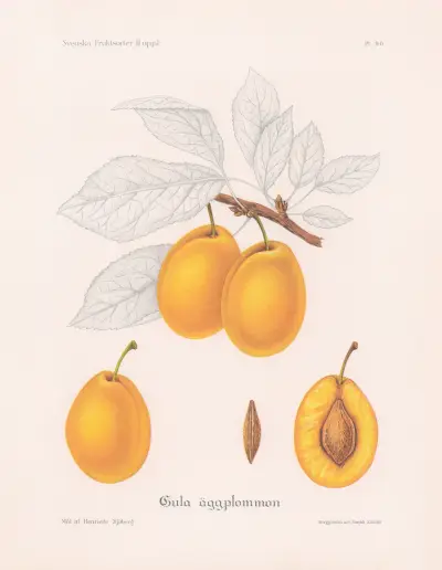 Gula äggplommon av Henriette Sjöberg