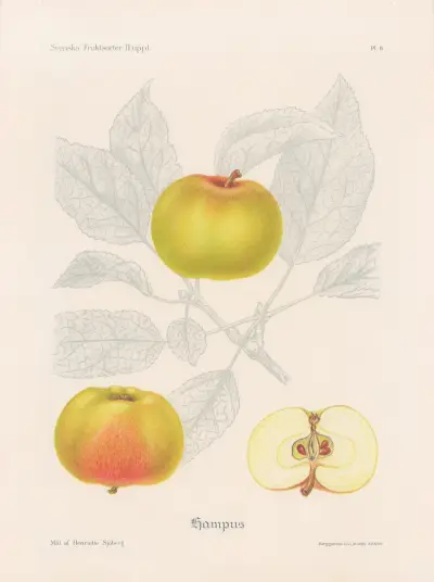 Hampus apple av Henriette Sjöberg