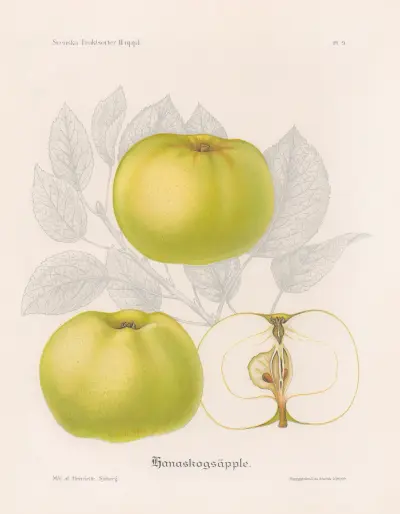 Hanaskogsäpple av Henriette Sjöberg