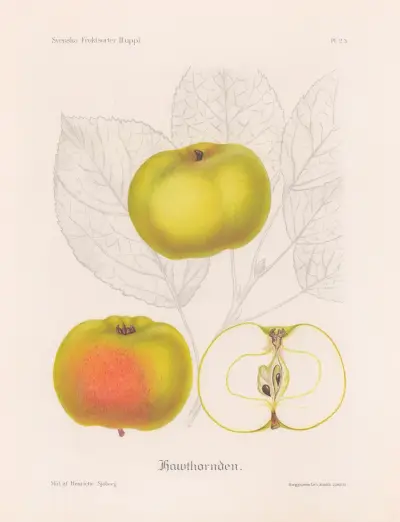 Hawthornden av Henriette Sjöberg