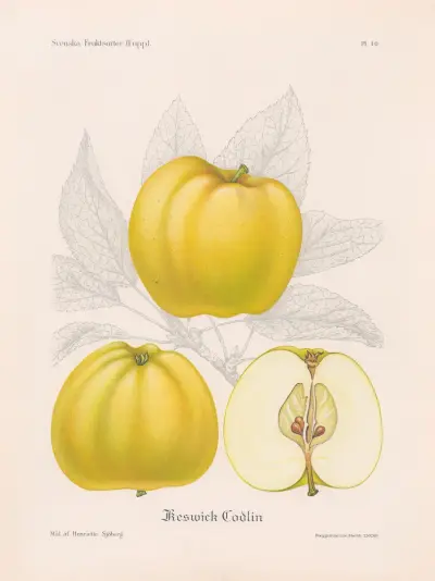 Keswick Codlin av Henriette Sjöberg