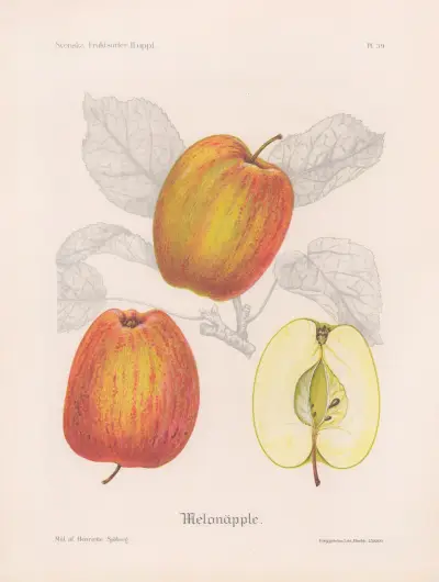 Melonäpple av Henriette Sjöberg