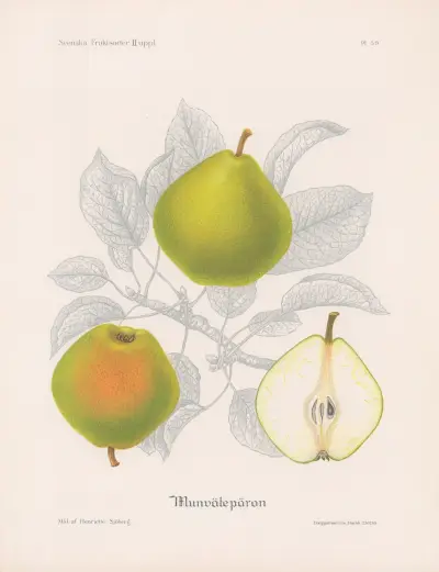 Munvätepäron av Henriette Sjöberg
