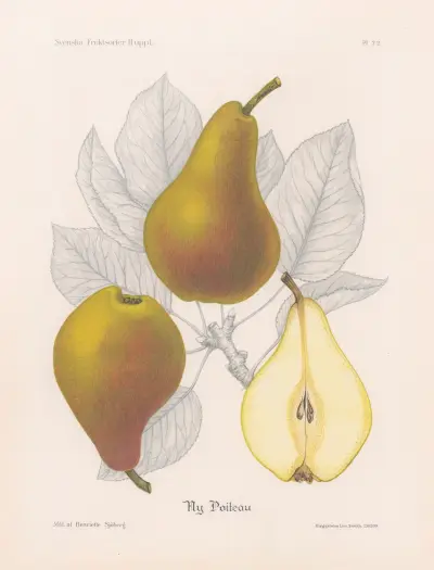 Ny Poiteau av Henriette Sjöberg