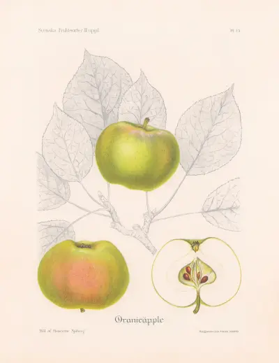 Oranieäpple av Henriette Sjöberg
