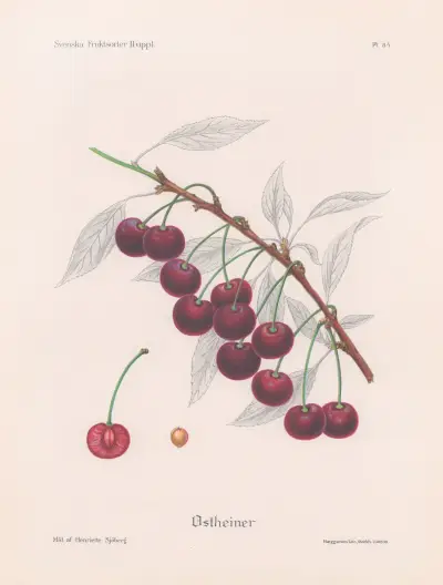 Ostheimer av Henriette Sjöberg