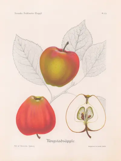 Ringstadsäpple av Henriette Sjöberg
