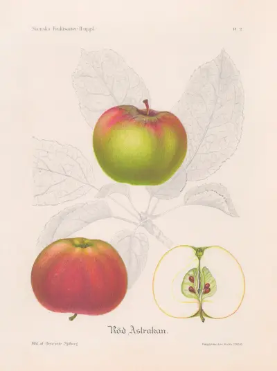 Roter Astrachan von Henriette Sjöberg