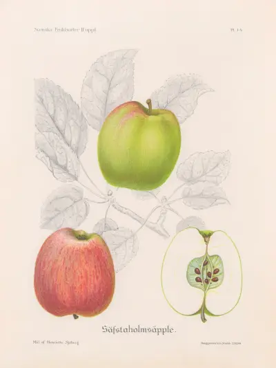 Sävstaholmsäpple av Henriette Sjöberg