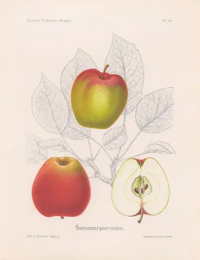 Sommarparmän av Henriette Sjöberg