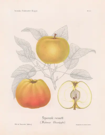 Spansk renett (Kalmar Glasäpple) av Henriette Sjöberg