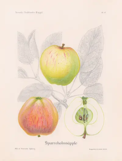Sparreholmsäpple av Henriette Sjöberg