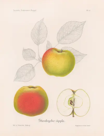 Stenkyrkeäpple av Henriette Sjöberg
