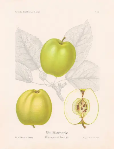 Vitt klaräpple (Transparente blanche) av Henriette Sjöberg