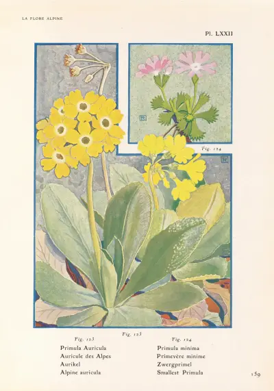 Alpine auricula, Smallest Primula av Henry Correvon