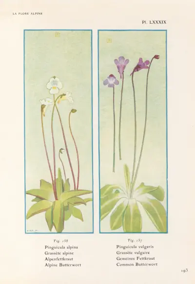 Alpine Butterwort, Common Butterwort av Henry Correvon