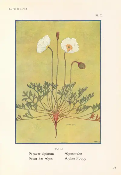 Alpvallmo av Henry Correvon