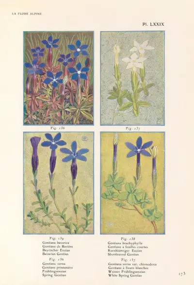 Bayersk gentiana, kortbladig gentiana, vårgentiana, vit vårgentiana av Henry Correvon