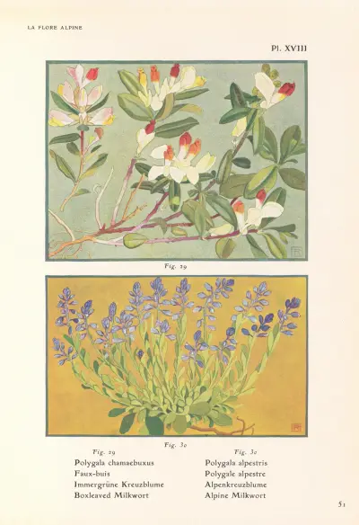 Boxleaved Milkwort, Alpine Milkwort av Henry Correvon