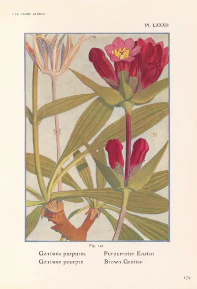 Brun gentiana av Henry Correvon