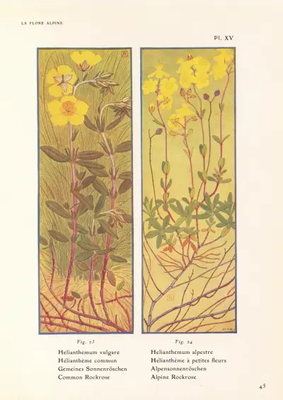 Common Rockrose, Alpine Rockrose av Henry Correvon