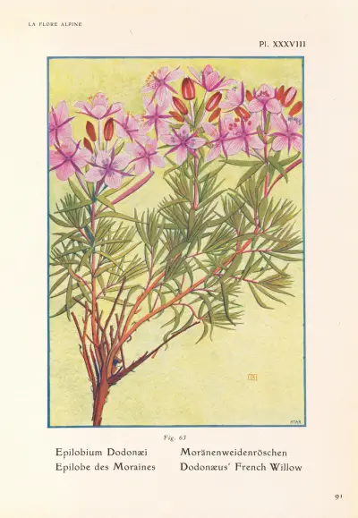 Dodonaeus’ French Willow av Henry Correvon