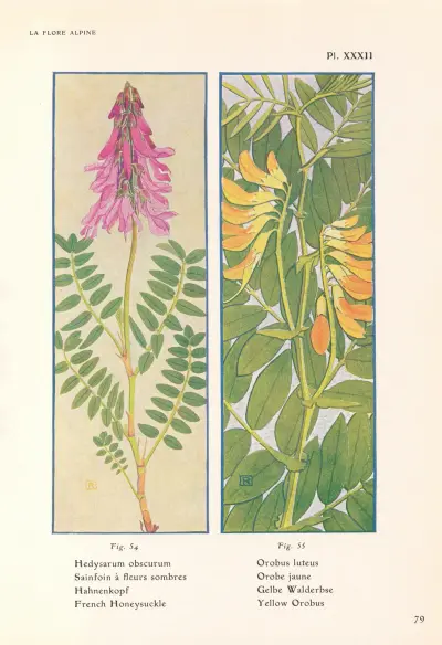 French Honeysuckle, Yellow Orobus av Henry Correvon