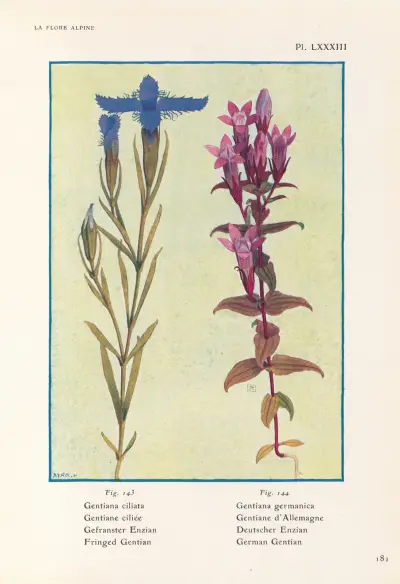 Fransgentiana, tysk gentiana av Henry Correvon