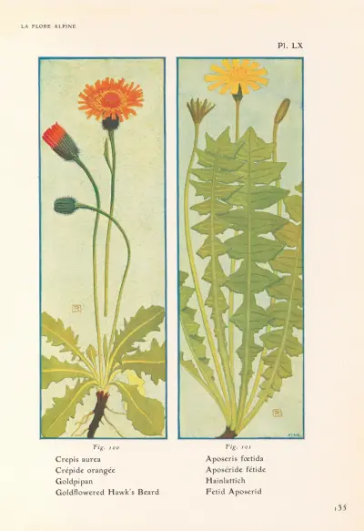 Goldflowered Hawk’s Beard, Fetid Aposerid av Henry Correvon