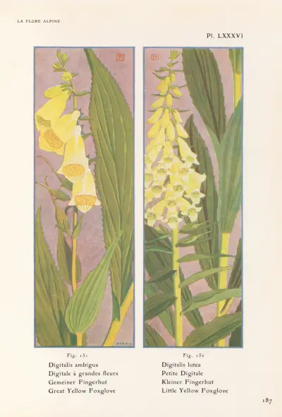 Stor gul fingerborgsblomma, liten gul fingerborgsblomma av Henry Correvon