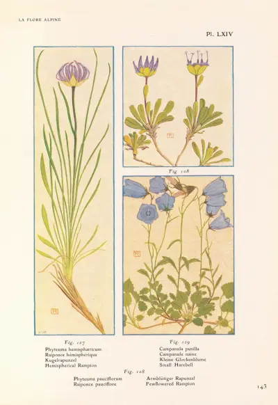 Hemisfärisk rapunkel, fåblommig rapunkel, liten harebell av Henry Correvon