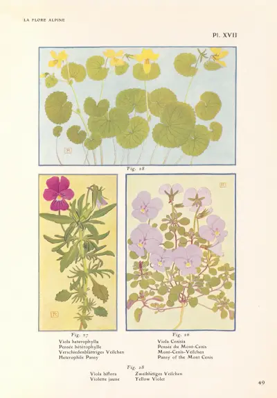 Heterophile Pansy, Pansy of the Mont Cenis, Yellow Violet av Henry Correvon
