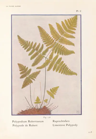 Limestone Polypody av Henry Correvon