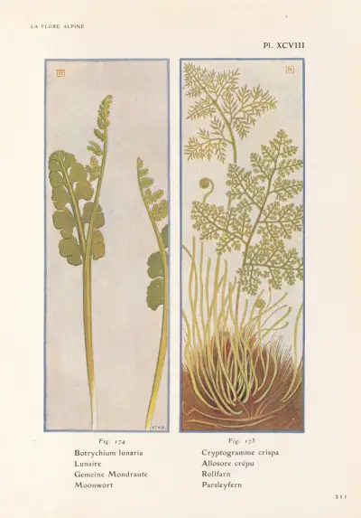 Moonwort, Parsleyfern av Henry Correvon