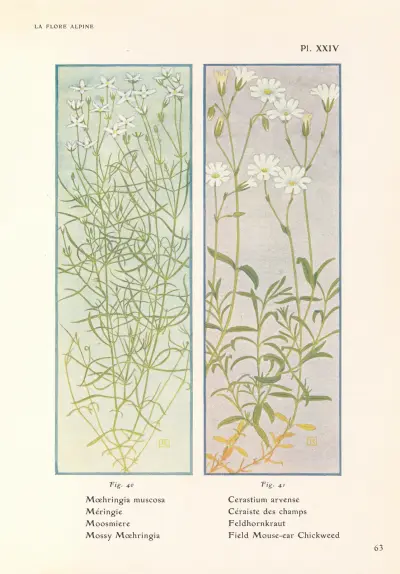Mossy Moehringia, Field Mouse-ear Chickweed av Henry Correvon