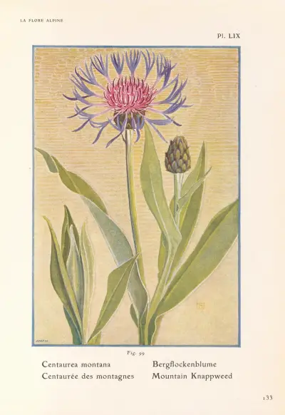 Mountain Knappweed av Henry Correvon