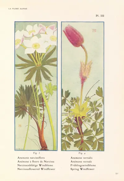 Narcissusblommande vitsippa, vårvitsippa av Henry Correvon