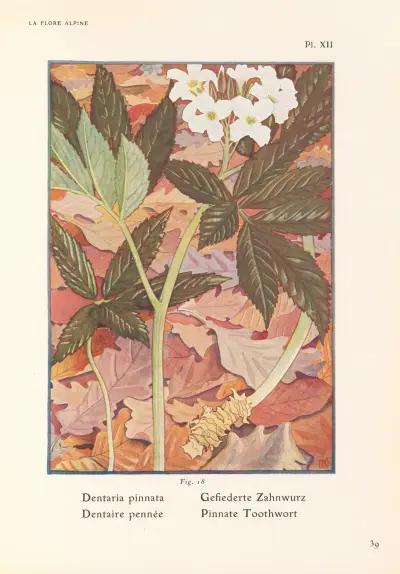 Pinnate Toothwort av Henry Correvon