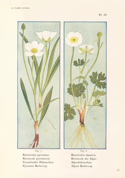 Pyrenean Buttercup, Alpine Buttercup av Henry Correvon