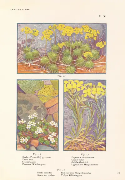 Pyrenean Whitlowgrass, Lightyellow Hedgemustard, Yellow Whitlowgrass av Henry Correvon