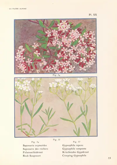 Rock Soapwort, Creeping Gypsophila av Henry Correvon