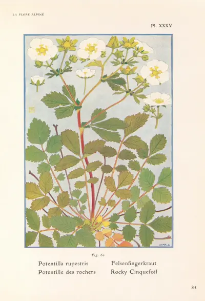 Rocky Cinquefoil av Henry Correvon