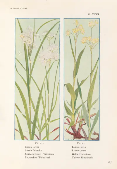 Snowwhite Woodrush, Yellow Woodrush av Henry Correvon