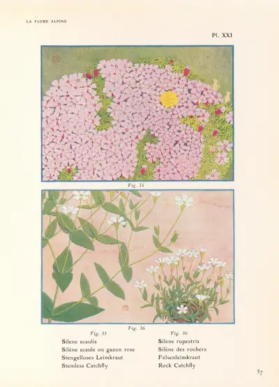Stemless Catchfly, Rock Catchfly av Henry Correvon