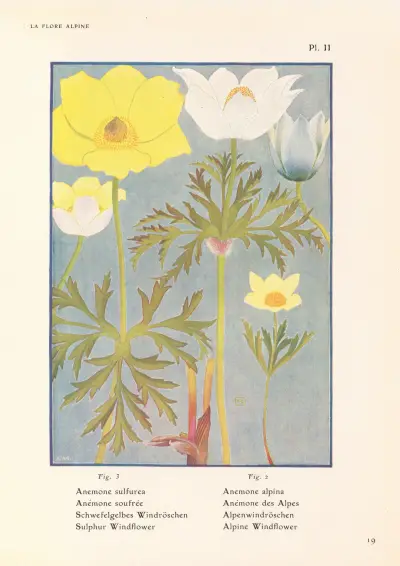 Sulphur Windflower, Alpine Windflower av Henry Correvon
