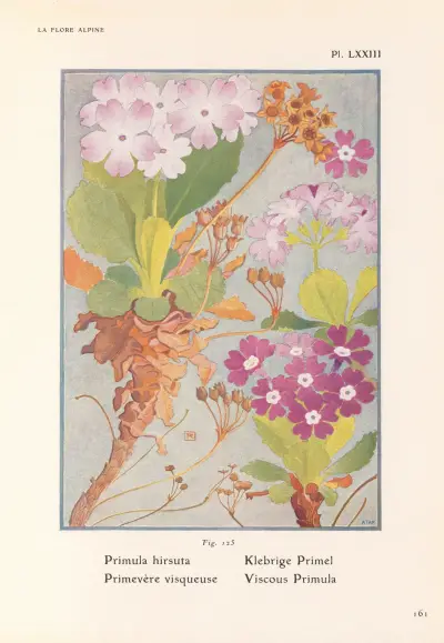 Klibbig primula av Henry Correvon