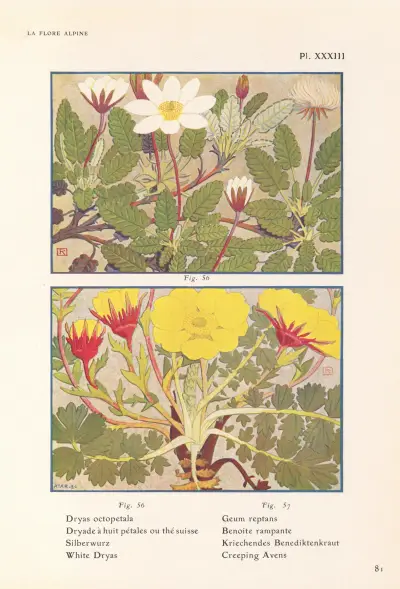 White Dryas, Creeping Avens av Henry Correvon