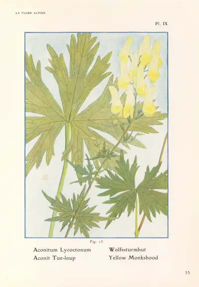 Yellow Monkshood av Henry Correvon